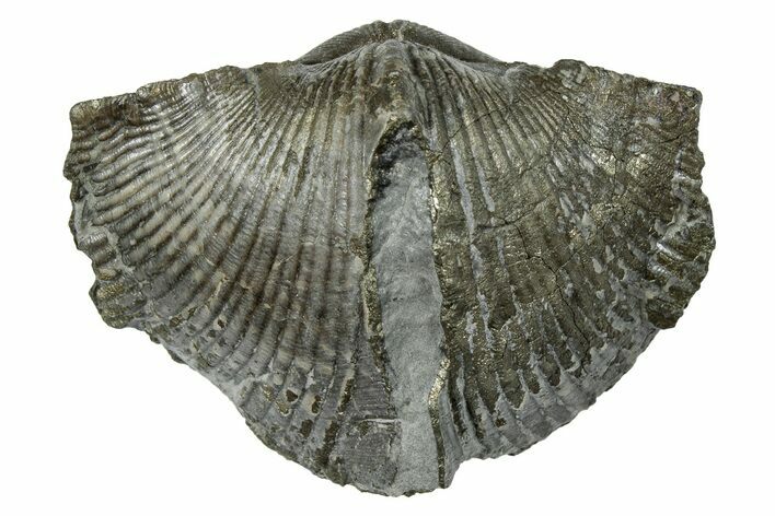 Pyrite-Replaced Brachiopod (Paraspirifer) Fossil - Ohio #246649